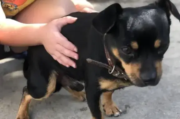 Найдена собака в Сочи, похожа на карликового пинчера