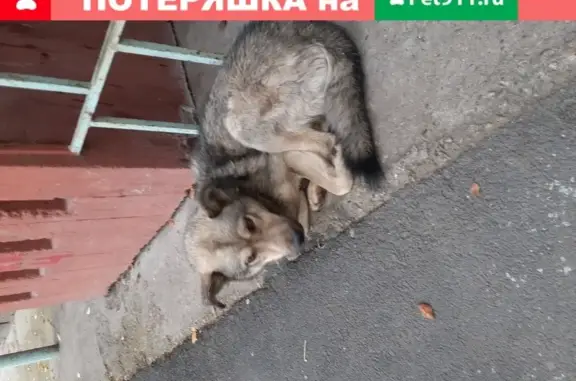 Найден дружелюбный пёс Карай в Иркутске