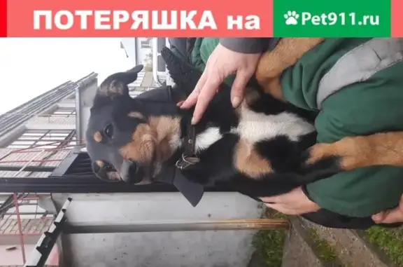 Найден щенок в Иваново