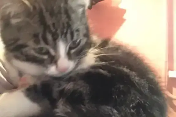 Найдена полосатая кошка в Одинцово