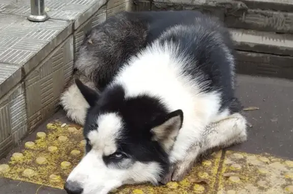 Найдена собака, Москва, фото: Собака найдена у входа в Пятерочку, Малышева 3, Москва