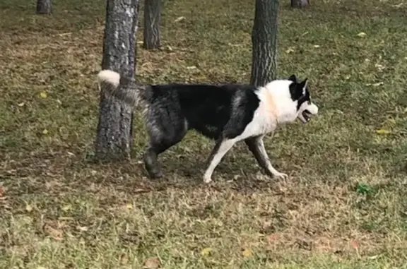 Найдена собака, Москва, фото: Найдена хаски на Волжском бульваре, ищем хозяина