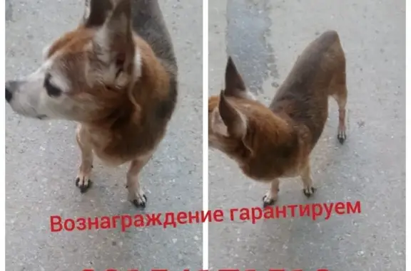 Пропала собака в Спасском-Дальнем, вознаграждение гарантировано