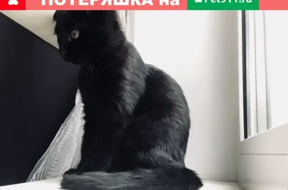 Кошки потеряшки, Москва, фото: Потеряшка кошка на Большой Черёмушкинской, Москва