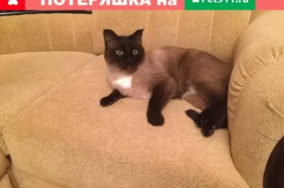 Пропала сиамская кошка в Тарусе, Калужская обл.