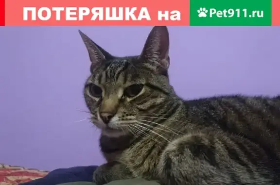 Кошки потеряшки, Москва, фото: Потеряшка кошка Кот на Мишиной, 29 (37 символов)