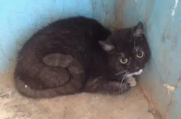 Пугливая кошка найдена в Перми