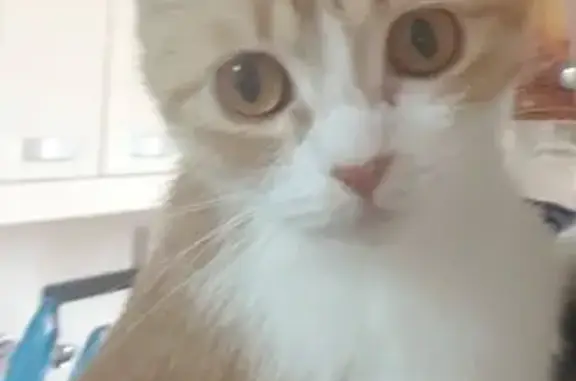 Пропала рыжая кошка с белым пятнышком в Гуково, Ростовская обл.