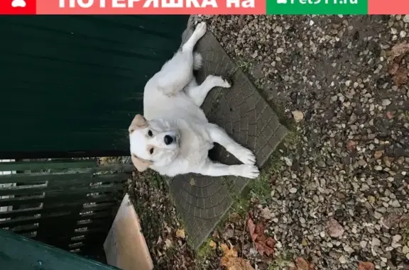 Собака найдена в Наро-Фоминске, отдам в добрые руки.