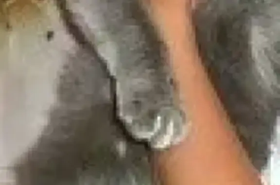 Объявления о пропавших и найденных животных, Воронеж, фото: Пропала кошка в Воронеже, пер. Серафимовича