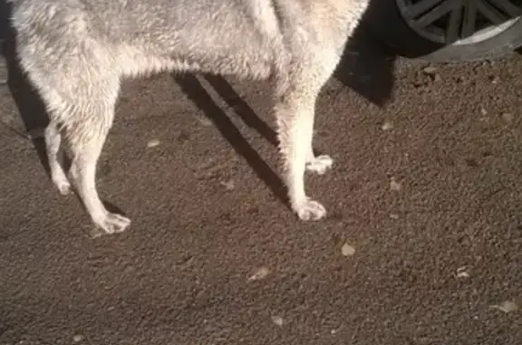 Найдена собака в Ломоносовском районе, СПб