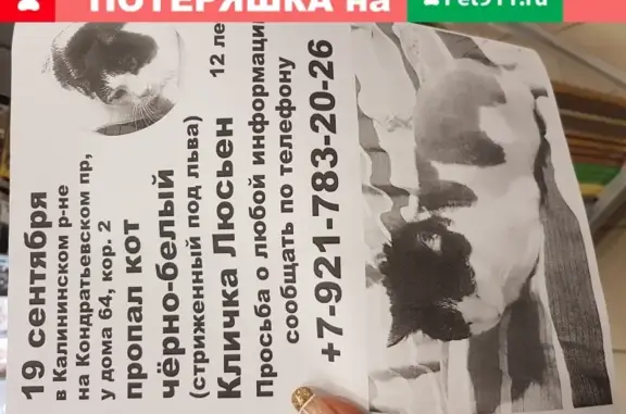 Кошки потеряшки, Санкт-Петербург, фото: Потеряшка кот Люсьен в Санкт-Петербурге