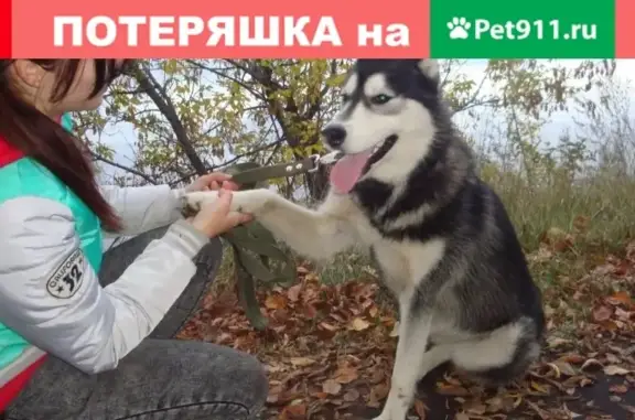 Пропала хаски в парке Победы, Челябинск.