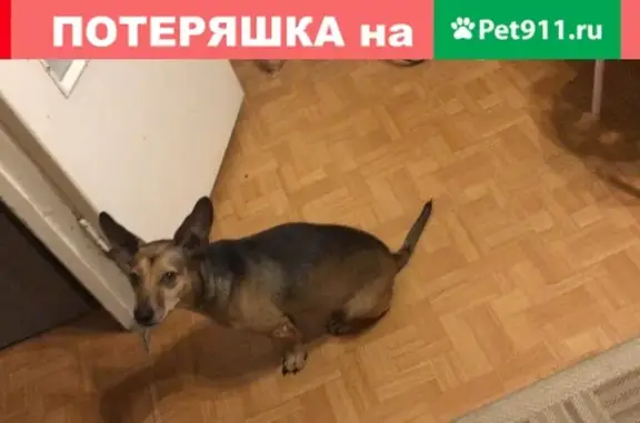 Найдена собака в Санкт-Петербурге, ищем новый дом