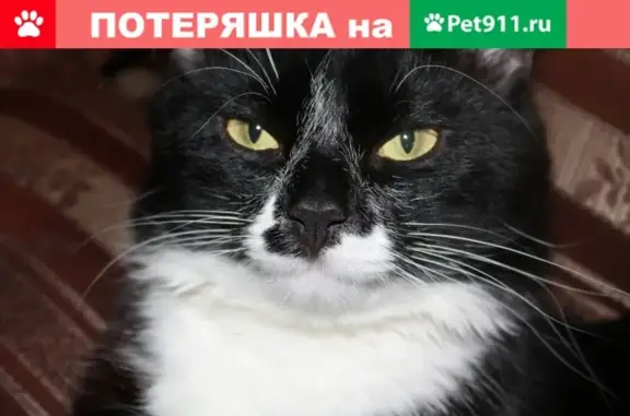 Пропала кошка Черный с белой грудкой в Петрозаводске