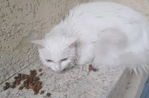 Найдена напуганная кошка в Ростове