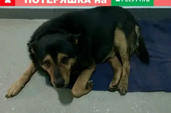 Найдена собака на ул. Наташи Ковшовой, Москва
