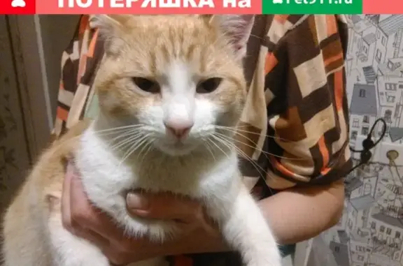 Найден молодой котик в Петрозаводске