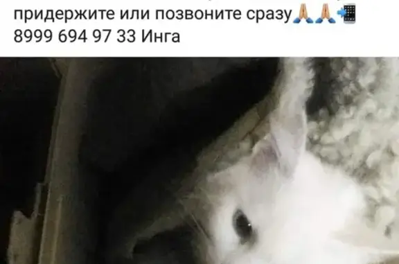 Пропала кошка Турецкая ангора в Ростове-на-Дону
