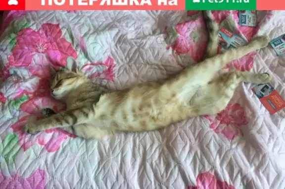 Пропала кастрированная кошка Эдик, Вологда.