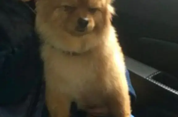 Собаки потеряшки, Новокузнецк, фото: Потеряшка пёсик Жора в Киселевске, помогите найти! (39 символов)