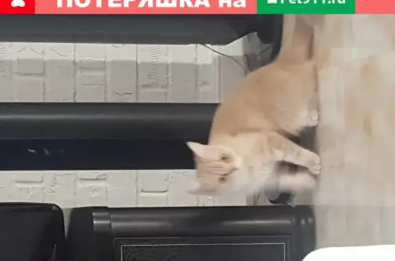 Пропала кошка Британка Сонька в Ростове-на-Дону