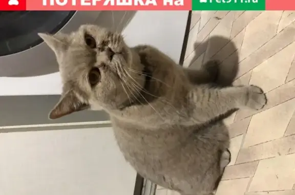 Найдена кошка на Ленинском проспекте, Москва