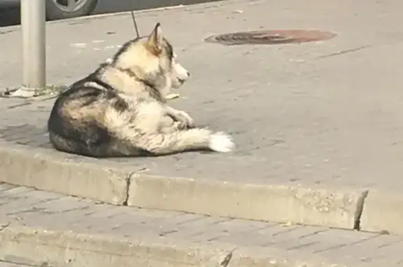 Найдена собака в Щербинках, ждет хозяина - Н. Новгород
