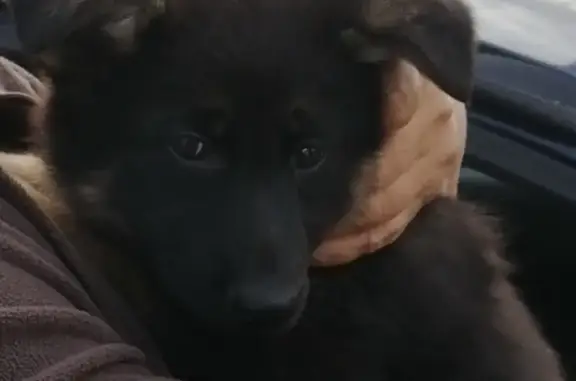 Собаки потеряшки, Москва, фото: Потеряшка черная щеночка с коричневыми лапами в Москве.