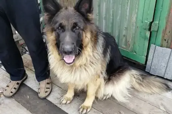 Собака найдена в деревне Омска.