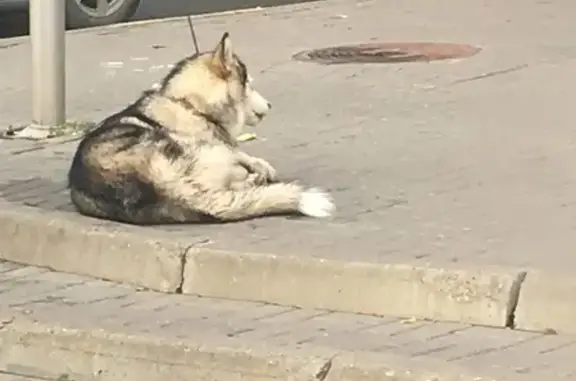 Найдена собака на автостанции Щербинки - возможно Хаски