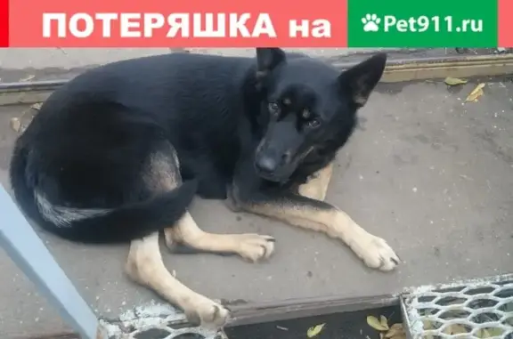 Собака на жд станции Новая (Москва)