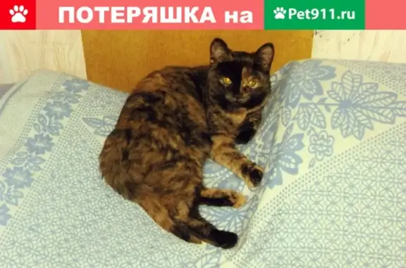 Потерянные животные Курган, фото: Пропала кошка в районе Платины и Кировского моста, вознаграждение.