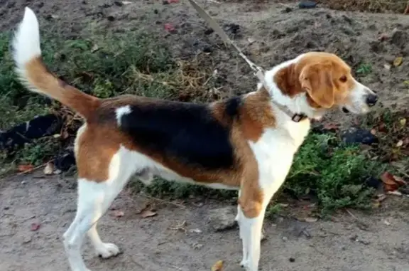 Найдена ослабленная собака без клейма в Хохольском районе, Воронежская область