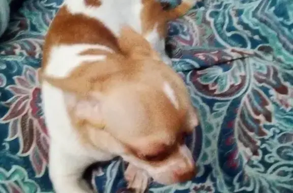 Найдена собака, Москва, фото: Найдена собака на Яна Райниса д6к1 в Москве