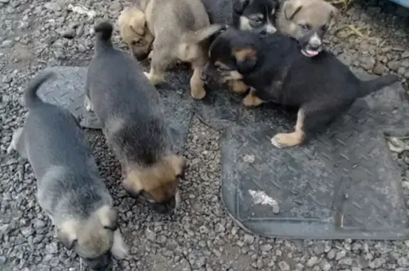 Найдены беззащитные щенки на промзоне в СПб