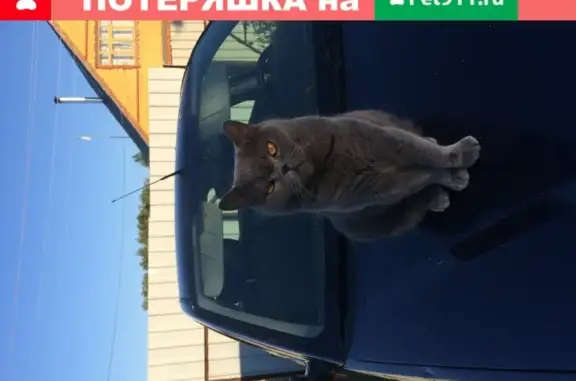 Кошки потеряшки, Москва, фото: Потеряшка кошка Кот на Таллинской улице, Москва