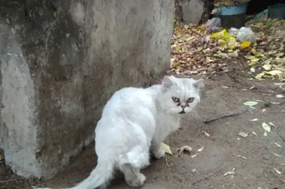 Найден белый котейка между Семеновской и Партизанской