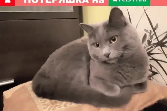 Кошки потеряшки, Москва, фото: Потеряшка кошка Фаня в Москве.