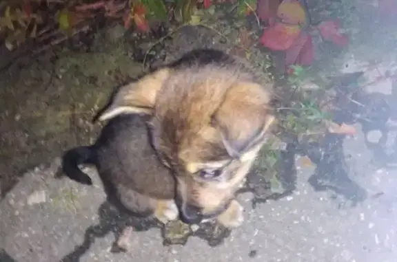 Найден щенок возле подъезда в Брянске