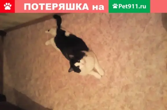 Кошки потеряшки, Красноярск, фото: Потеряшка кошка Моня по адресу Северное шоссе 51, Красноярск, Россия.