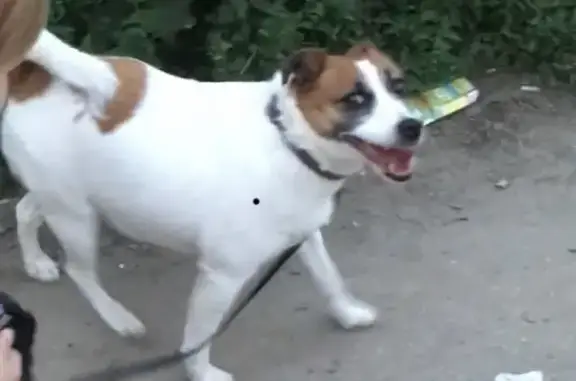 Собаки потеряшки, Нижний Новгород, фото: Потеряшка собака Баффи на ул. Бурнаковская, Нижний Новгород