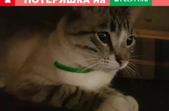 Найдена кошка в Малаховке с зеленым поводком