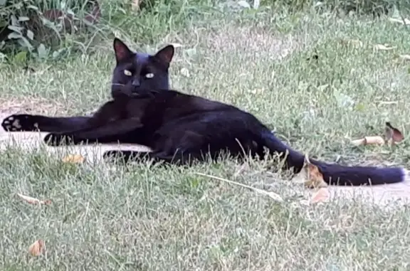 Пропала кошка Черный кот в Волжском