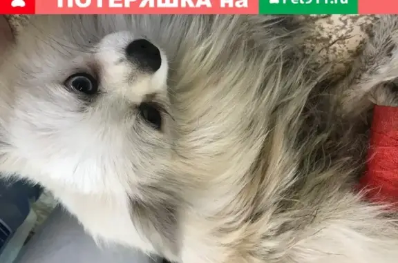 Собака Шпиц с разным цветом глаз в Новомосковске