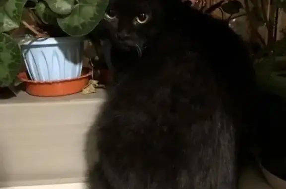 Потерянные животные Владивосток, фото: Пропала чёрная кошка на ул. Юмашева 6, без зуба