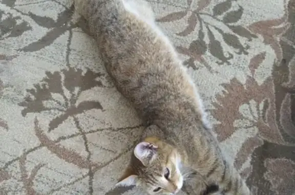 Найден рыжий кот в районе ДОСААФ, Томск