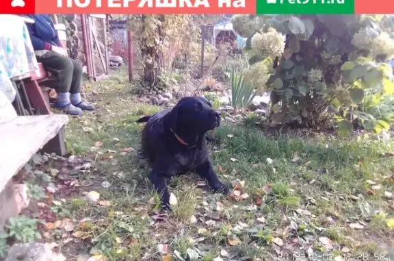 Найден чёрный лабрадор в СНТ Череха-2 (Псков)