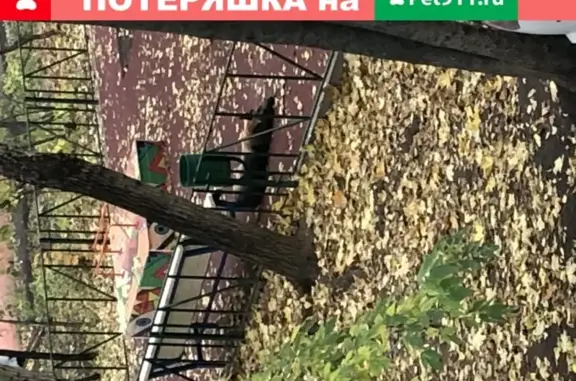 Найдена собака, Москва, фото: Потерялась овчарка в Можайском районе, Москва