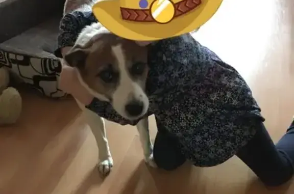 Собаки потеряшки, Нижний Новгород, фото: Потеряшка собака около Ашана ЖК Бурнаковкий, Н.Новгород